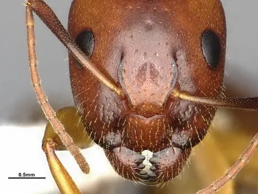 Camponotus clarithorax specimen CASENT4031399 image casent4031399_3