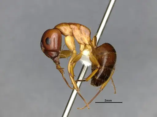 Camponotus clarithorax specimen CASENT4031399 image casent4031399_4