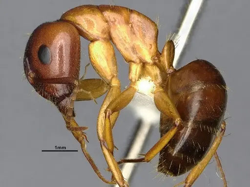 Camponotus clarithorax specimen CASENT4031399 image casent4031399_5