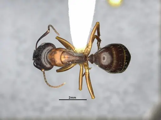 Camponotus clarithorax specimen CASENT4031400 image casent4031400_1
