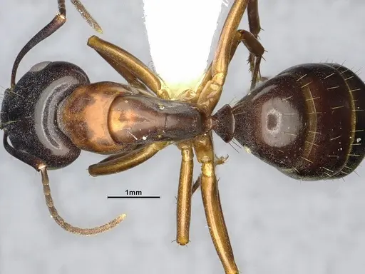 Camponotus clarithorax specimen CASENT4031400 image casent4031400_2