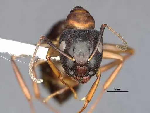 Camponotus clarithorax specimen CASENT4031400 image casent4031400_3