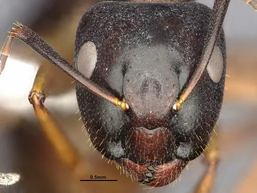 Camponotus clarithorax specimen CASENT4031400 image casent4031400_4