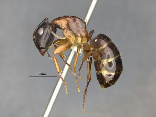 Camponotus clarithorax specimen CASENT4031400 image casent4031400_5