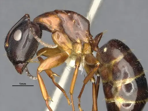 Camponotus clarithorax specimen CASENT4031400 image casent4031400_6