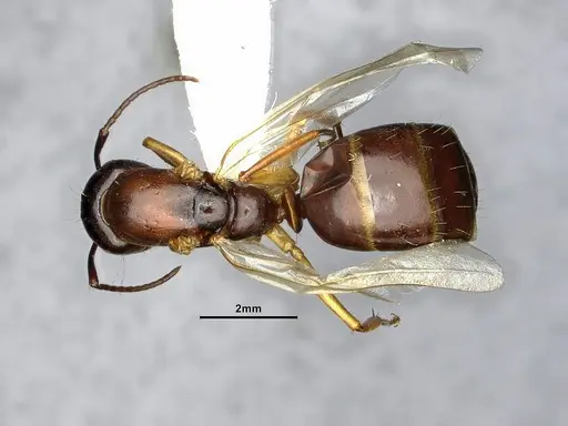 Camponotus clarithorax specimen CASENT4031401 image casent4031401_1