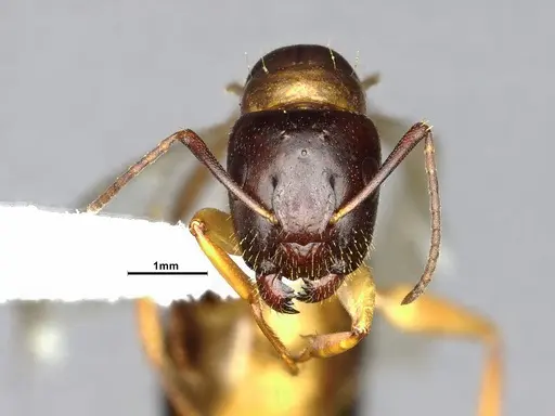 Camponotus clarithorax specimen CASENT4031401 image casent4031401_2