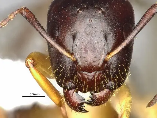 Camponotus clarithorax specimen CASENT4031401 image casent4031401_3