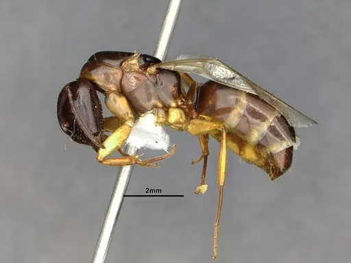 Camponotus clarithorax specimen CASENT4031401 image casent4031401_4