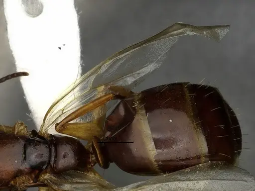 Camponotus clarithorax specimen CASENT4031401 image casent4031401_5
