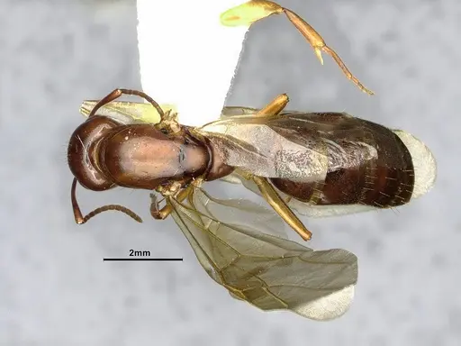 Camponotus clarithorax specimen CASENT4031402 image casent4031402_1