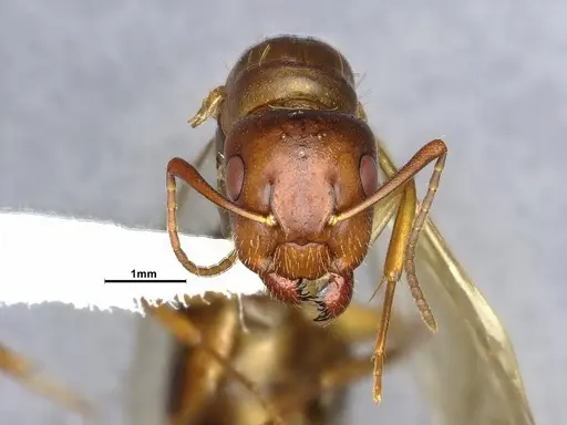 Camponotus clarithorax specimen CASENT4031402 image casent4031402_2
