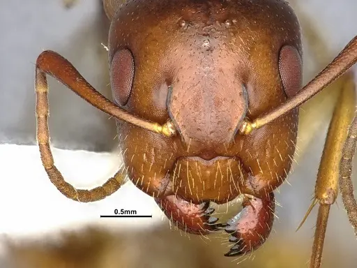 Camponotus clarithorax specimen CASENT4031402 image casent4031402_3