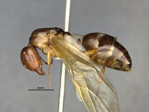Camponotus clarithorax specimen CASENT4031402 image casent4031402_4