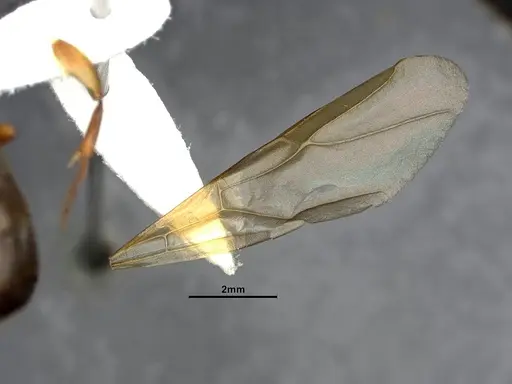 Camponotus clarithorax specimen CASENT4031402 image casent4031402_5