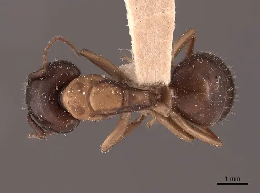 Camponotus clarithorax specimen FMNHINS0000045726 image fmnhins0000045726_1
