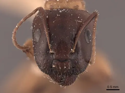 Camponotus clarithorax specimen FMNHINS0000045726 image fmnhins0000045726_2