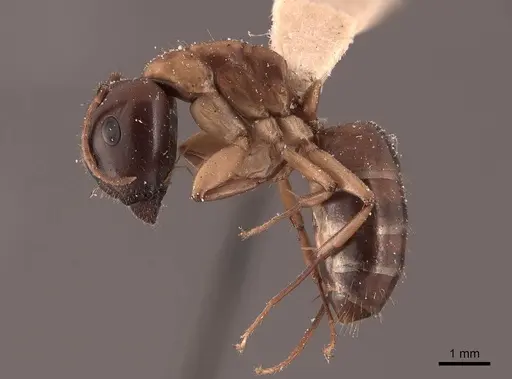 Camponotus clarithorax specimen FMNHINS0000045726 image fmnhins0000045726_3