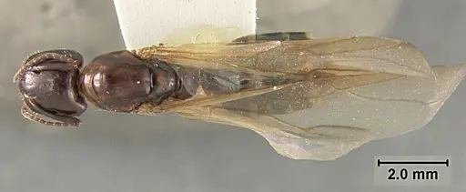 Camponotus clarithorax specimen USNMENT01129590 image usnment01129590_1