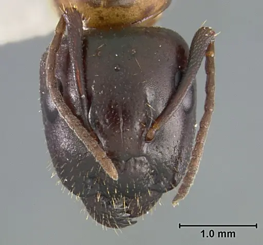 Camponotus clarithorax specimen USNMENT01129590 image usnment01129590_2