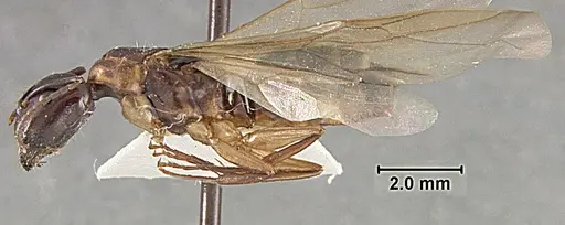 Camponotus clarithorax specimen USNMENT01129590 image usnment01129590_3
