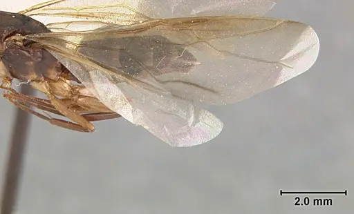 Camponotus clarithorax specimen USNMENT01129590 image usnment01129590_4