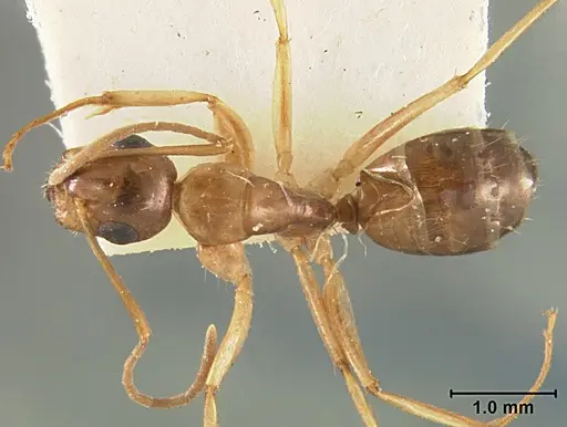 Camponotus clarithorax specimen USNMENT01129591 image usnment01129591_1