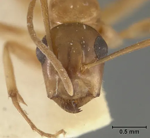 Camponotus clarithorax specimen USNMENT01129591 image usnment01129591_2