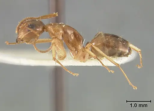 Camponotus clarithorax specimen USNMENT01129591 image usnment01129591_3