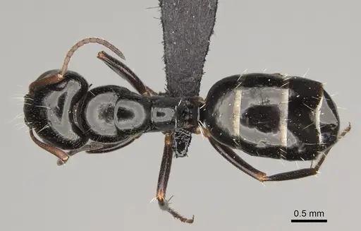 Camponotus claveri specimen CASENT0168788 image casent0168788_1