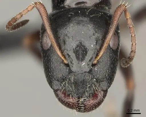 Camponotus claveri specimen CASENT0168788 image casent0168788_2