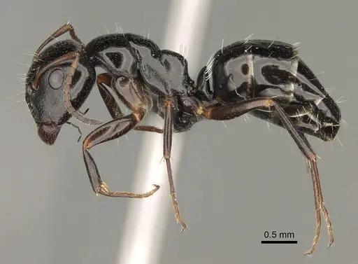 Camponotus claveri specimen CASENT0168788 image casent0168788_3
