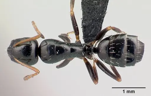 Camponotus claveri specimen CASENT0490618 image casent0490618_1