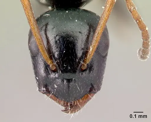 Camponotus claveri specimen CASENT0490618 image casent0490618_2