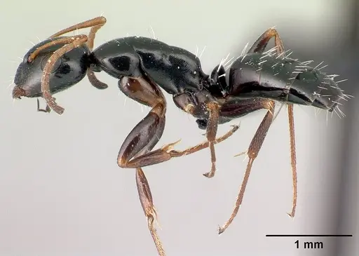 Camponotus claveri specimen CASENT0490618 image casent0490618_3