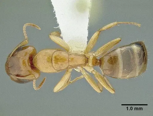 Camponotus claviscapus specimen CASENT0106332 image casent0106332_1