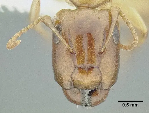 Camponotus claviscapus specimen CASENT0106332 image casent0106332_2