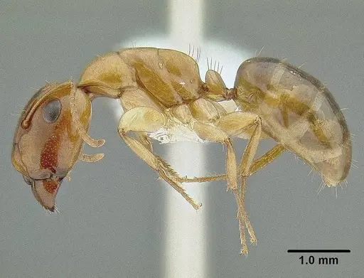 Camponotus claviscapus specimen CASENT0106332 image casent0106332_3