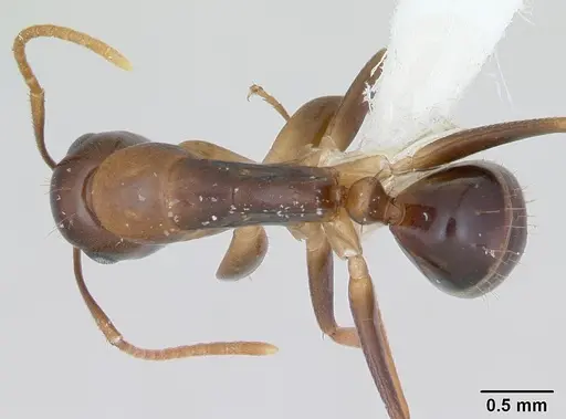 Camponotus claviscapus specimen CASENT0173554 image casent0173554_1
