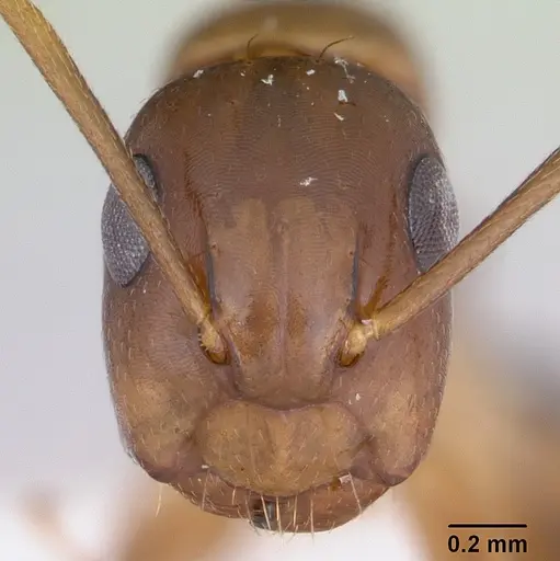Camponotus claviscapus specimen CASENT0173554 image casent0173554_2