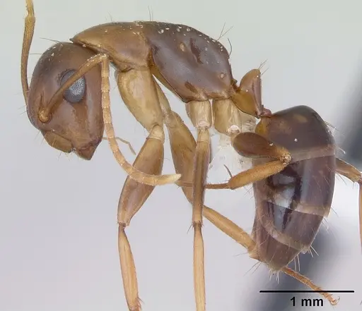 Camponotus claviscapus specimen CASENT0173554 image casent0173554_3