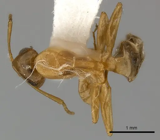 Camponotus claviscapus specimen CASENT0217629 image casent0217629_1