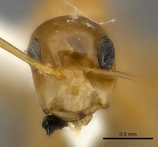 Camponotus claviscapus specimen CASENT0217629 image casent0217629_2