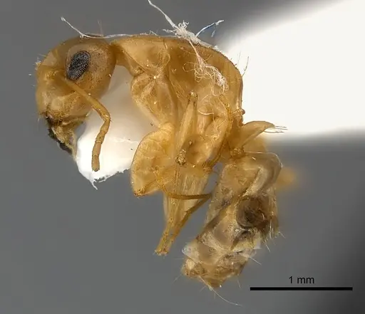 Camponotus claviscapus specimen CASENT0217629 image casent0217629_3