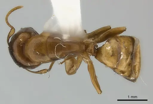 Camponotus claviscapus specimen CASENT0217630 image casent0217630_1