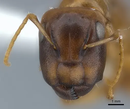 Camponotus claviscapus specimen CASENT0217630 image casent0217630_2