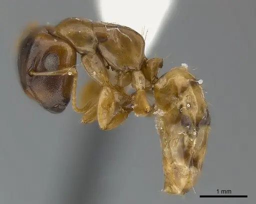Camponotus claviscapus specimen CASENT0217630 image casent0217630_3