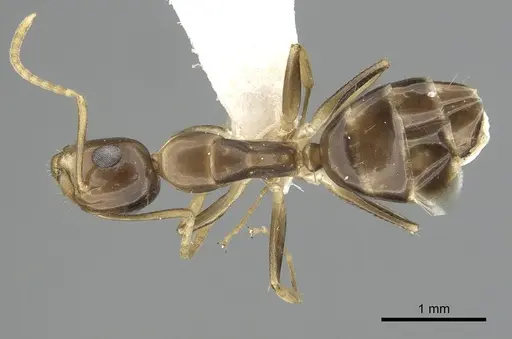 Camponotus claviscapus specimen CASENT0249388 image casent0249388_1