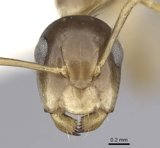 Camponotus claviscapus specimen CASENT0249388 image casent0249388_2