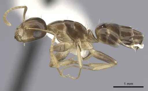 Camponotus claviscapus specimen CASENT0249388 image casent0249388_3